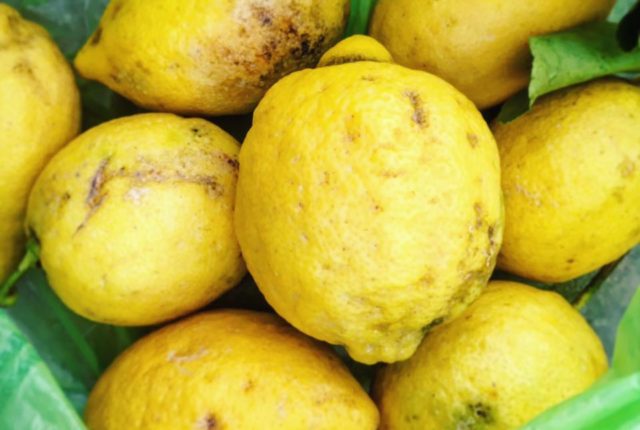 limoni di Amalfi